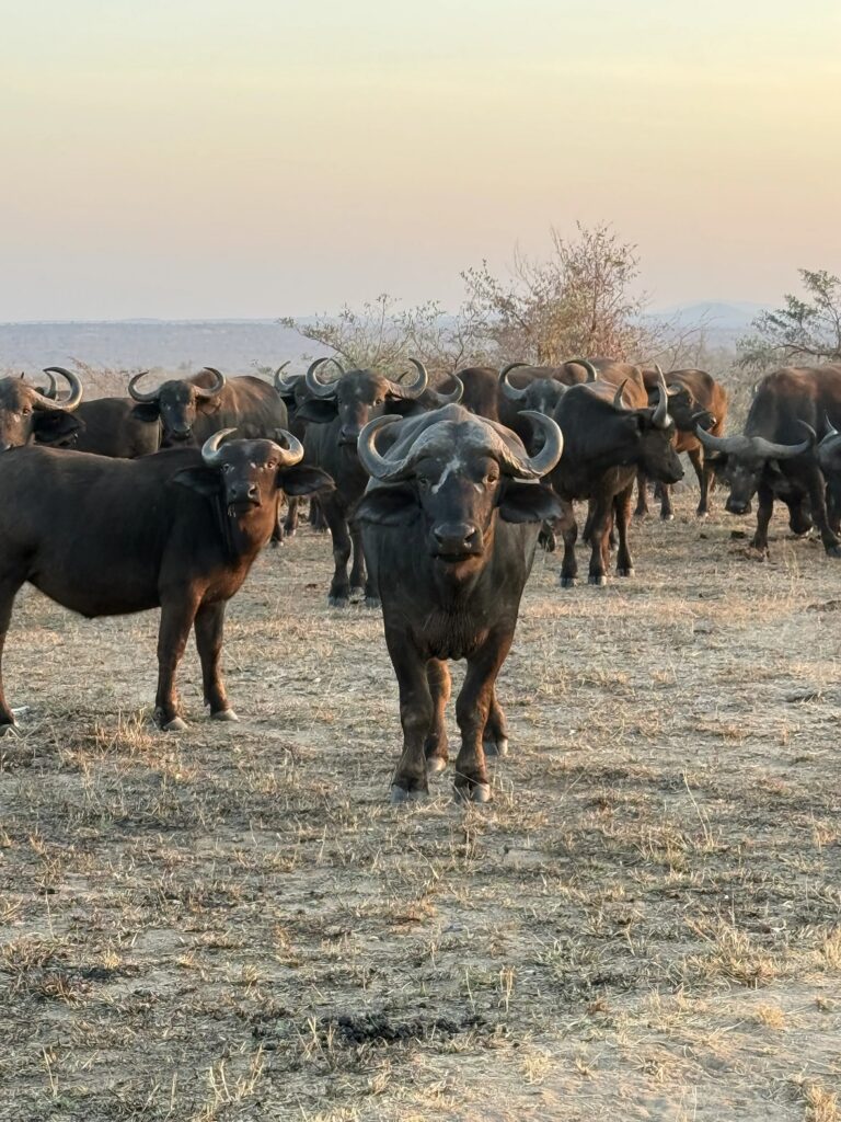 Herd of African buffalo during a safari in Kruger National Park, South Africa.