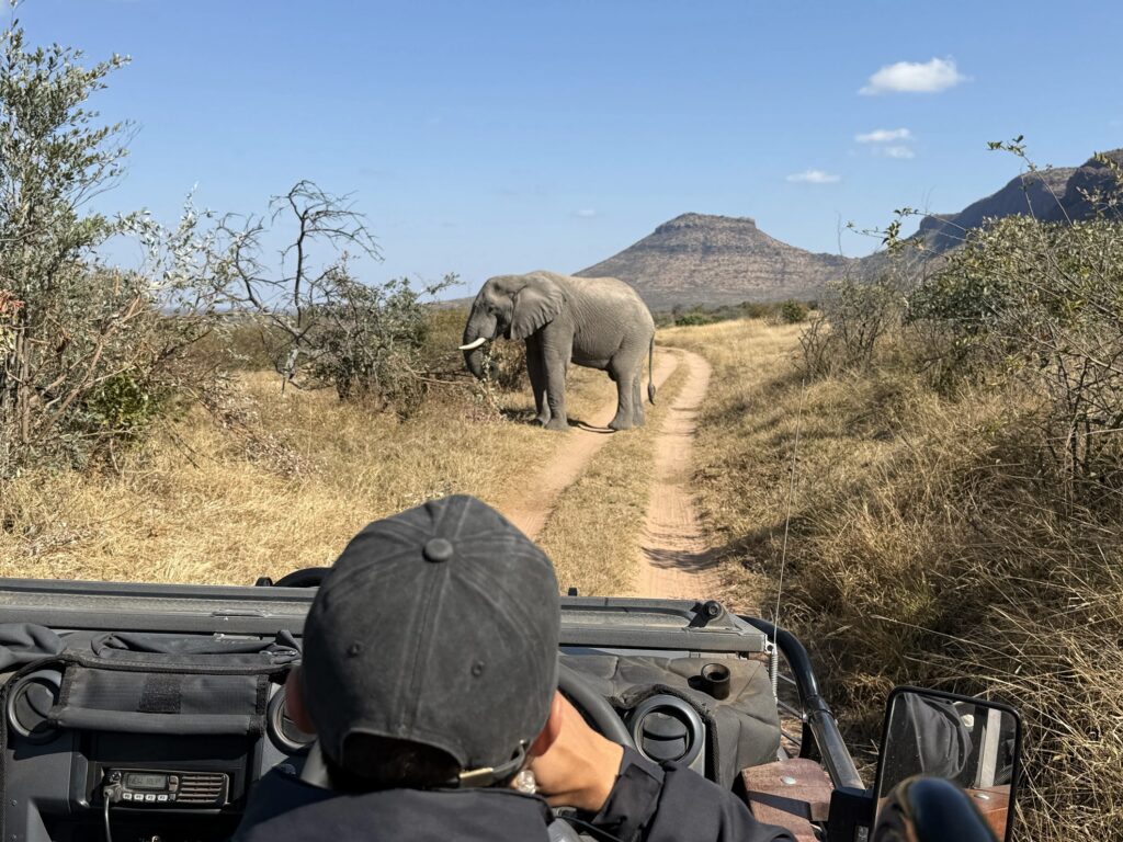 African elephant crossing a safari road during a game drive in South Africa.